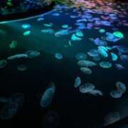 ヒメ日記 2025/03/12 23:17 投稿 こはく プリコレ（PRINCESS COLLECTION）