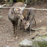 ヒメ日記 2025/04/05 13:12 投稿 えま奥様 デザイア日本橋