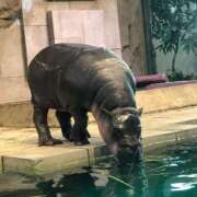 ヒメ日記 2025/04/13 13:44 投稿 えま奥様 デザイア日本橋