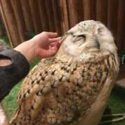 ヒメ日記 2025/04/17 15:01 投稿 えま奥様 デザイア日本橋