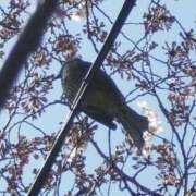 ヒメ日記 2025/05/09 10:13 投稿 花蓮 催眠SM性感クラブ