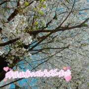 ヒメ日記 2025/04/04 14:25 投稿 かりん 奥様鉄道69 東京店