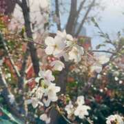 ヒメ日記 2025/04/08 13:40 投稿 三ツ矢しほ ウフフな40。ムフフな50。。（横浜ハレ系）