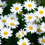 ヒメ日記 2025/06/11 18:42 投稿 三ツ矢しほ ウフフな40。ムフフな50。。（横浜ハレ系）