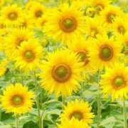 ヒメ日記 2025/11/23 09:48 投稿 三ツ矢しほ ウフフな40。ムフフな50。。（横浜ハレ系）