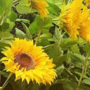 ヒメ日記 2025/08/15 21:06 投稿 うみ ドマーニ