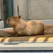 ヒメ日記 2026/02/26 09:53 投稿 うみ ドマーニ