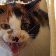 ヒメ日記 2025/06/02 21:33 投稿 ましろ One More奥様　町田相模原店