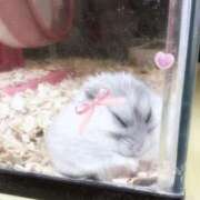 ヒメ日記 2026/03/12 19:08 投稿 こゆき AFTER V（アフターファイブ）