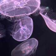 ヒメ日記 2025/12/29 12:15 投稿 さくら 福岡飯塚田川ちゃんこ