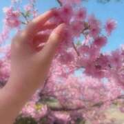 ヒメ日記 2026/03/05 15:16 投稿 さくら 福岡飯塚田川ちゃんこ