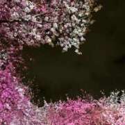 ヒメ日記 2026/04/10 01:47 投稿 さくら 福岡飯塚田川ちゃんこ