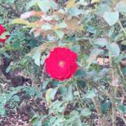 ヒメ日記 2026/02/25 14:18 投稿 このは ゴールドフィンガー