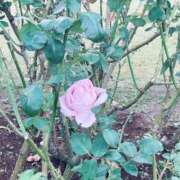 ヒメ日記 2026/03/25 14:02 投稿 このは ゴールドフィンガー