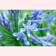 ヒメ日記 2025/07/31 16:30 投稿 はなこ 北九州熟女倶楽部　五十路