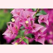 ヒメ日記 2025/08/04 16:30 投稿 はなこ 北九州熟女倶楽部　五十路