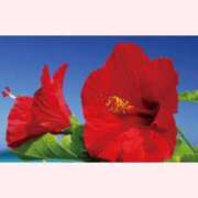 ヒメ日記 2025/08/05 16:30 投稿 はなこ 北九州熟女倶楽部　五十路