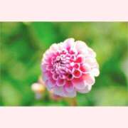 ヒメ日記 2025/08/06 12:00 投稿 はなこ 北九州熟女倶楽部　五十路