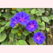 ヒメ日記 2025/08/09 16:30 投稿 はなこ 北九州熟女倶楽部　五十路