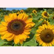 ヒメ日記 2025/08/14 16:30 投稿 はなこ 北九州熟女倶楽部　五十路