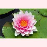 ヒメ日記 2025/08/15 16:30 投稿 はなこ 北九州熟女倶楽部　五十路