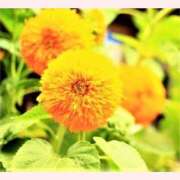 ヒメ日記 2025/08/17 14:00 投稿 はなこ 北九州熟女倶楽部　五十路