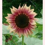 ヒメ日記 2025/08/18 16:30 投稿 はなこ 北九州熟女倶楽部　五十路