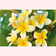 ヒメ日記 2025/08/20 16:30 投稿 はなこ 北九州熟女倶楽部　五十路