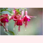 ヒメ日記 2025/08/21 16:30 投稿 はなこ 北九州熟女倶楽部　五十路