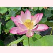 ヒメ日記 2025/08/23 16:30 投稿 はなこ 北九州熟女倶楽部　五十路