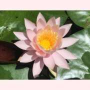 ヒメ日記 2025/08/26 16:30 投稿 はなこ 北九州熟女倶楽部　五十路