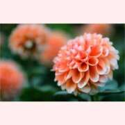 ヒメ日記 2025/08/27 16:30 投稿 はなこ 北九州熟女倶楽部　五十路