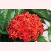 ヒメ日記 2025/08/29 16:30 投稿 はなこ 北九州熟女倶楽部　五十路