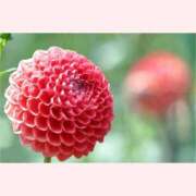 ヒメ日記 2025/09/01 16:30 投稿 はなこ 北九州熟女倶楽部　五十路