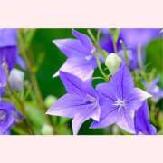 ヒメ日記 2025/09/03 13:30 投稿 はなこ 北九州熟女倶楽部　五十路