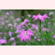 ヒメ日記 2025/09/04 13:30 投稿 はなこ 北九州熟女倶楽部　五十路