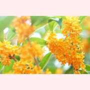 ヒメ日記 2025/09/05 16:30 投稿 はなこ 北九州熟女倶楽部　五十路