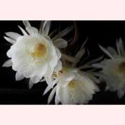 ヒメ日記 2025/09/08 16:30 投稿 はなこ 北九州熟女倶楽部　五十路