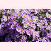 ヒメ日記 2025/09/10 16:30 投稿 はなこ 北九州熟女倶楽部　五十路