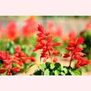 ヒメ日記 2025/09/12 12:30 投稿 はなこ 北九州熟女倶楽部　五十路