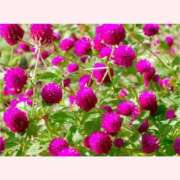 ヒメ日記 2025/09/13 16:30 投稿 はなこ 北九州熟女倶楽部　五十路