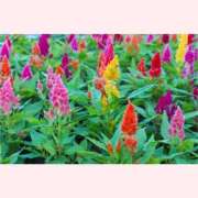 ヒメ日記 2025/09/18 16:30 投稿 はなこ 北九州熟女倶楽部　五十路