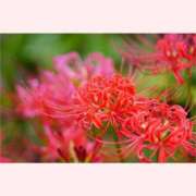 ヒメ日記 2025/09/22 16:30 投稿 はなこ 北九州熟女倶楽部　五十路