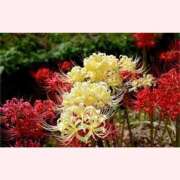 ヒメ日記 2025/09/23 14:00 投稿 はなこ 北九州熟女倶楽部　五十路