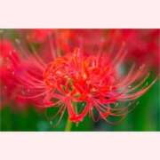 ヒメ日記 2025/09/24 16:30 投稿 はなこ 北九州熟女倶楽部　五十路