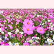 ヒメ日記 2025/09/26 14:00 投稿 はなこ 北九州熟女倶楽部　五十路