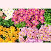 ヒメ日記 2025/10/03 13:30 投稿 はなこ 北九州熟女倶楽部　五十路