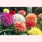 ヒメ日記 2025/10/05 12:30 投稿 はなこ 北九州熟女倶楽部　五十路