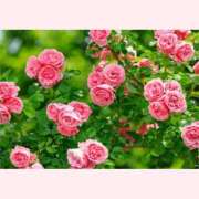 ヒメ日記 2025/10/06 14:30 投稿 はなこ 北九州熟女倶楽部　五十路