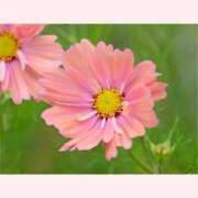 ヒメ日記 2025/10/07 14:30 投稿 はなこ 北九州熟女倶楽部　五十路